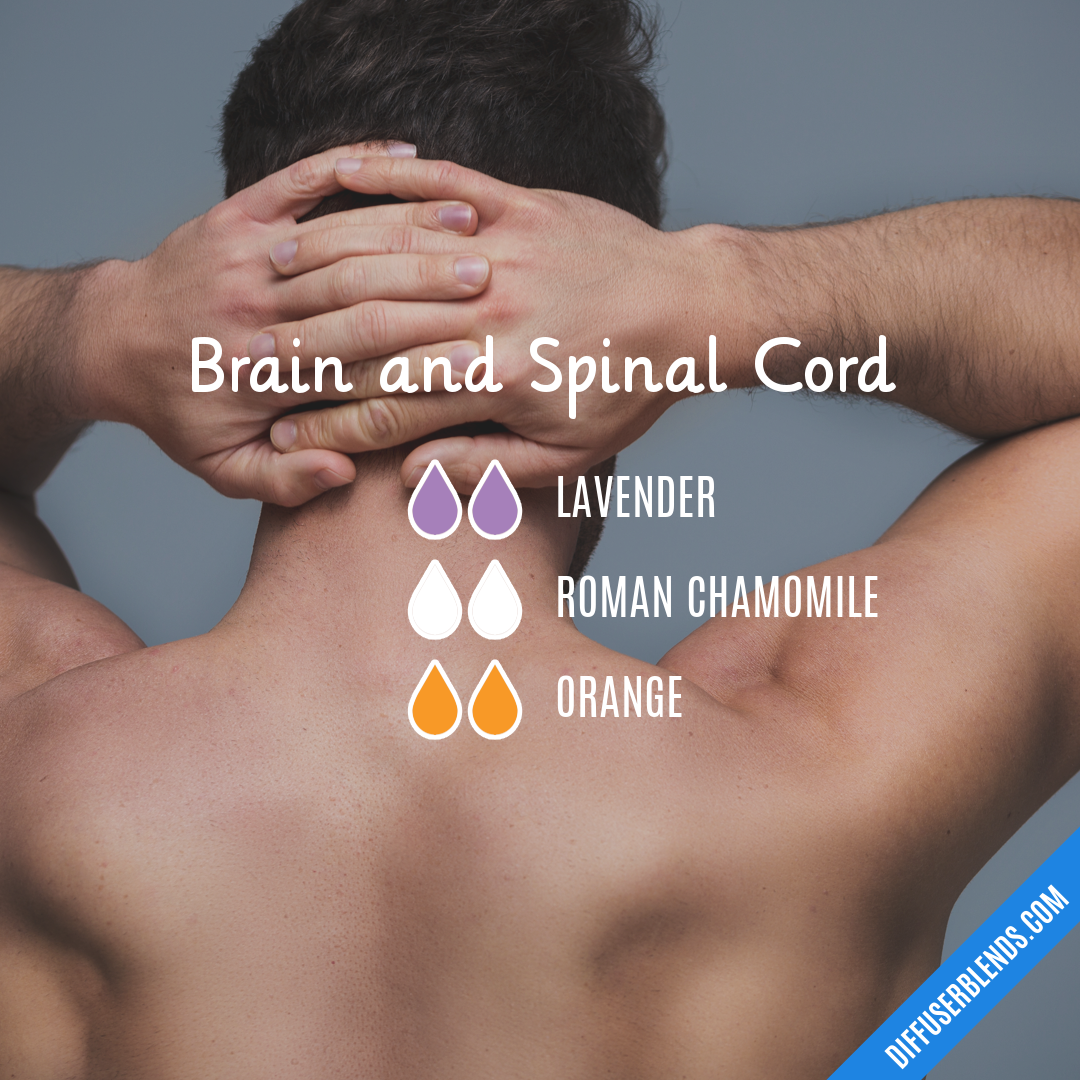 Brain and Spinal Cord — Essential Oil Diffuser Blend