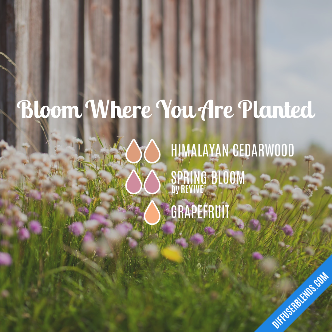 Bloom Where You Are Planted — Essential Oil Diffuser Blend