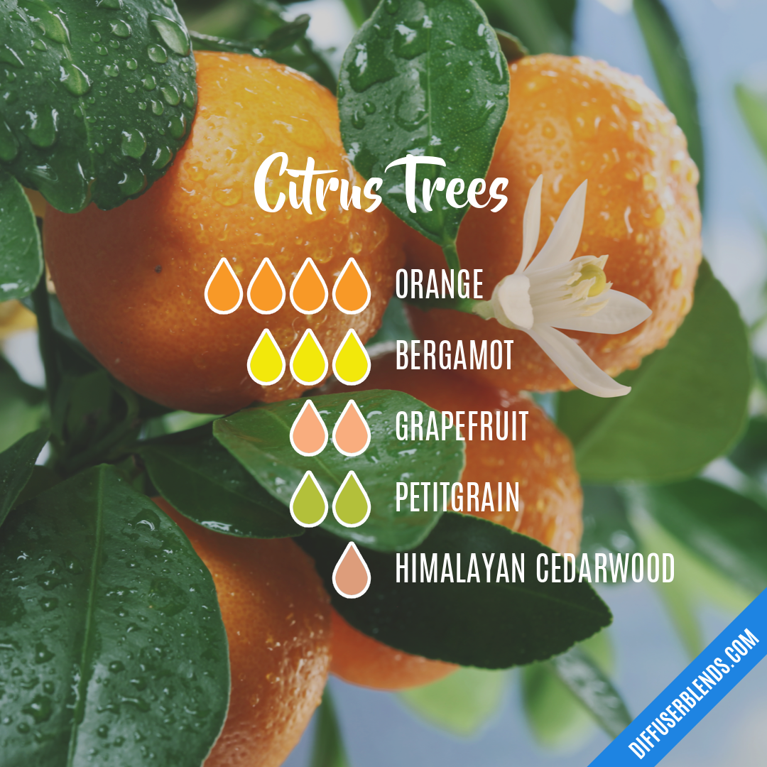 Citrus Trees — Essential Oil Diffuser Blend